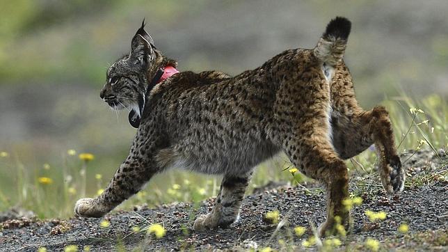 ¿Continúa el lince ibérico en «peligro crítico» de extinción?