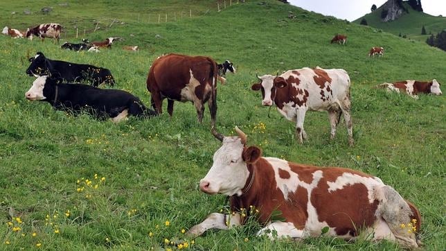 Las «emisiones» de metano de las vacas ya no serán una amenaza para el clima