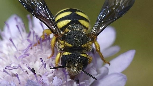 Paso decisivo hacia la primera vacuna para abejas