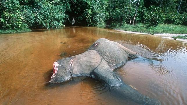 Elefante abatido por el marfil de sus colmillos