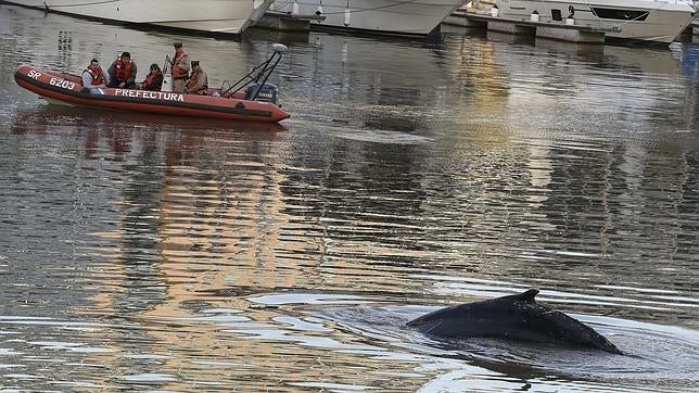 Una ballena perdida aparece en el puerto de Buenos Aires