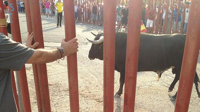 Los toros, protagonistas de las fiestas de Seseña