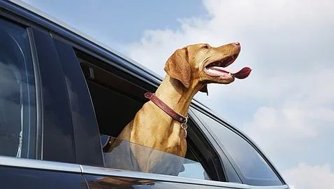 Un perro jamás debe quedarse solo en el coche (ABC)