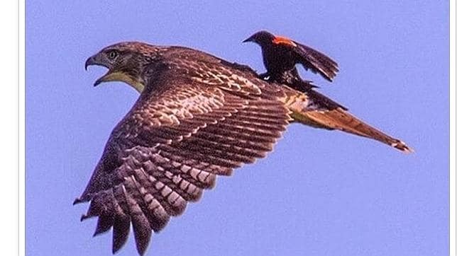 El aparente uso de un halcón como montura por parte de un mirlo de alas rojas