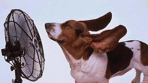 A los perros no debe llegarles el aire del ventilador de manera directa (ABC)