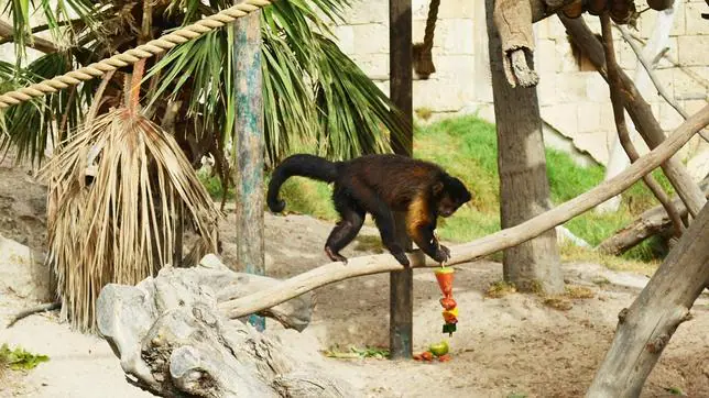 Un ejemplar de mono capuchino llevándose una brocheta de fruta