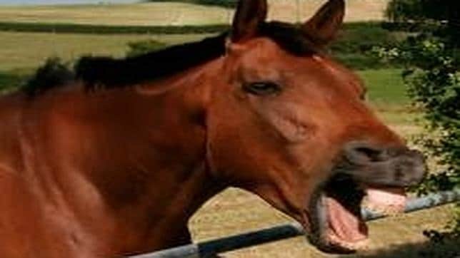 Los caballos utilizan, al igual que los humanos,  los músculos de la nariz, ojos y labios para alterar sus expresiones