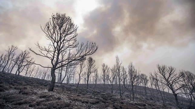 La superficie quemada por el fuego en 2015 supera ya la de 2013 y 2014