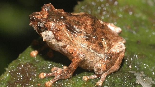 El arma más mortífera de dos especies de ranas brasileñas