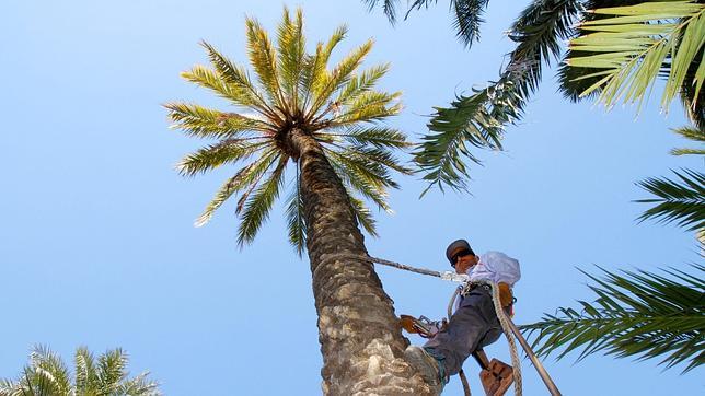 En busca del «Spiderman» de las palmeras