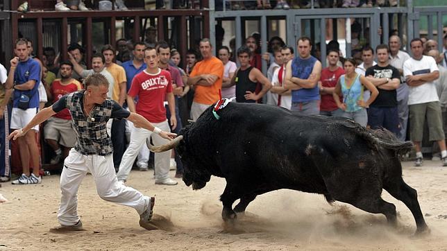 Los veterinarios exigen un cambio en la regulación de los «bous al carrer»