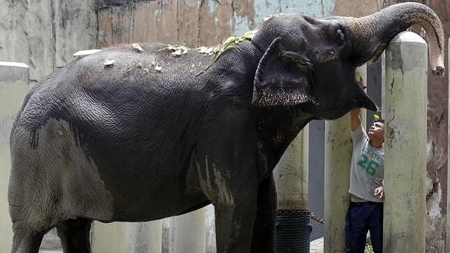 Cada año, 20.000 elefantes son masacrados y los activistas alertan de su extinción
