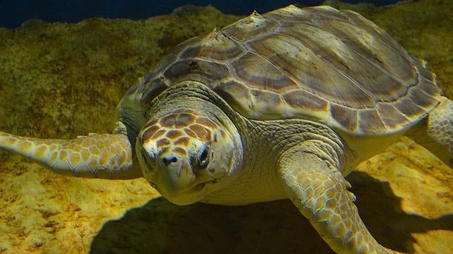 Encontrado el cadáver de una tortuga boba envuelto en basura en la costa de Huelva