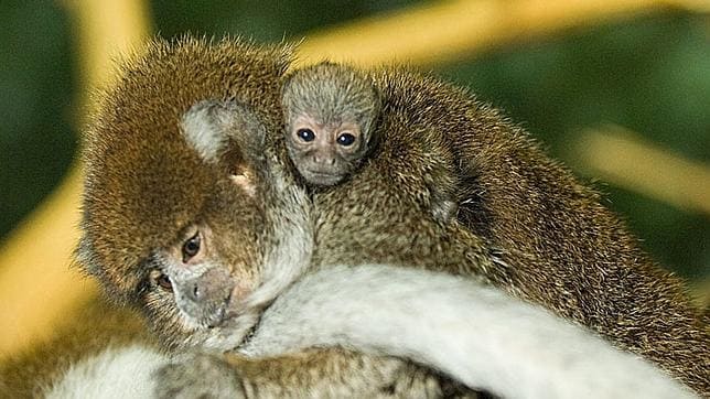 Roban 17 monos en peligro de extinción en un zoo de Francia