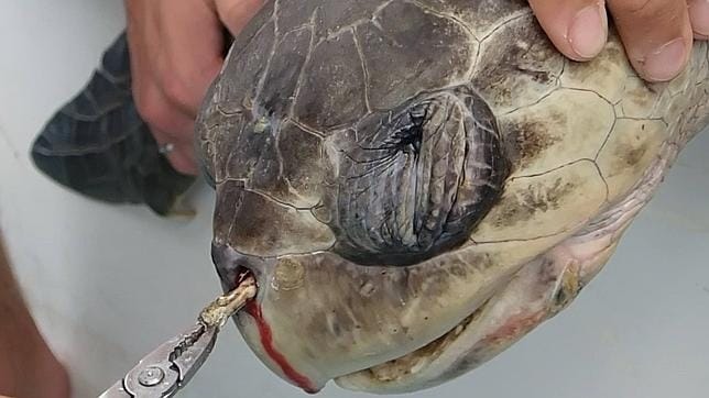 La tortuga sangra al habérsele introducido una pajita en la nariz