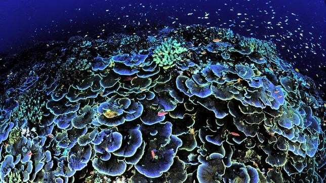 Bucear entre corales como terapia para personas con discapacidad
