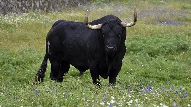 «Rompesuelas», un morlaco de 640 kilos de una ganadería extremeña, será el Toro de la Vega 2015