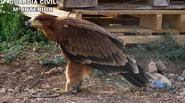 Liberan a un águila imperial que estaba atada a un bidón de agua en Cinco Casas