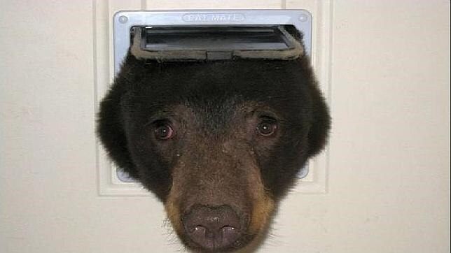 El oso «ladrón» atrapado