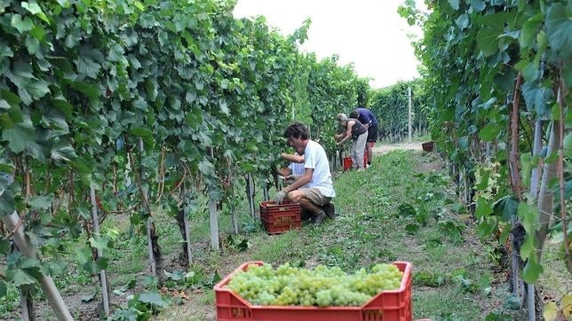 Una italiana muere por la fatiga recogiendo uvas a dos euros la hora