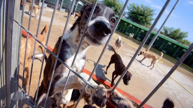 Encuentran vivo a un perro apuñalado y atado a un poste