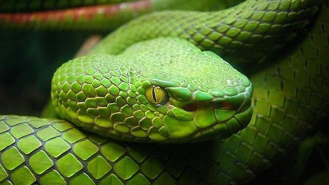 Alrededor de 600 especies de serpientes son venenosas