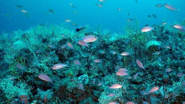 Golfo de León: acoge una cuarta parte de las especies registradas en el Mediterráneo