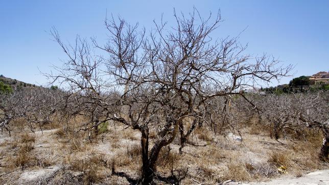 El precio del agua desalada en origen es nueve veces más caro que el trasvase