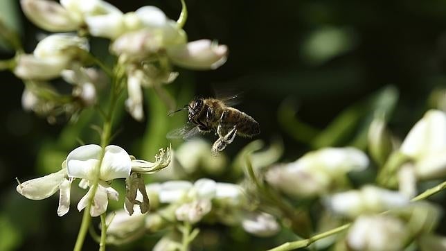 Microsensores para comprender qué hay detrás de la caída en el número de abejas