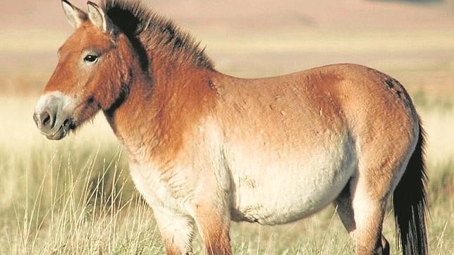 El enigmático cebro ibérico, el último caballo salvaje del sur de Europa