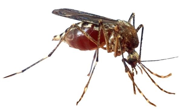 La enfermedad que produce fuertes dolores articulares es transmitida por el mosquito tigre