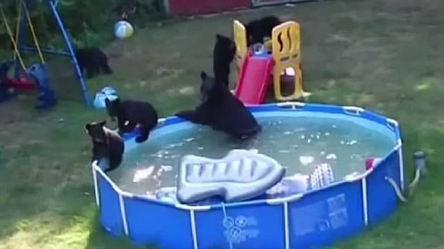 Una familia graba a unos osos dándose un baño... en su piscina trasera