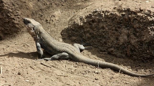 Hallan en Brasil un eslabón perdido en la evolución del lagarto