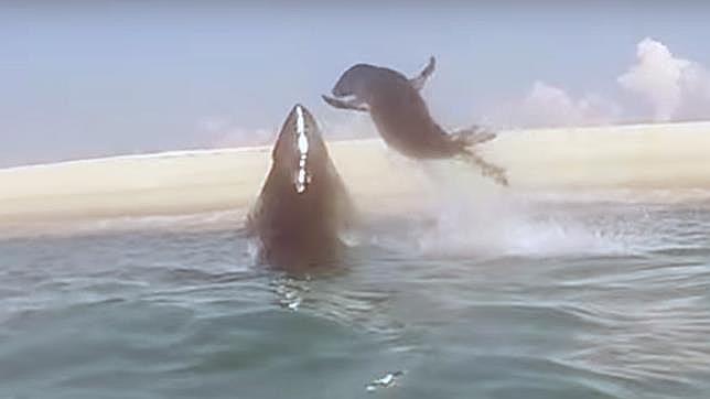 Así logró una foca escapar del ataque de un tiburón blanco