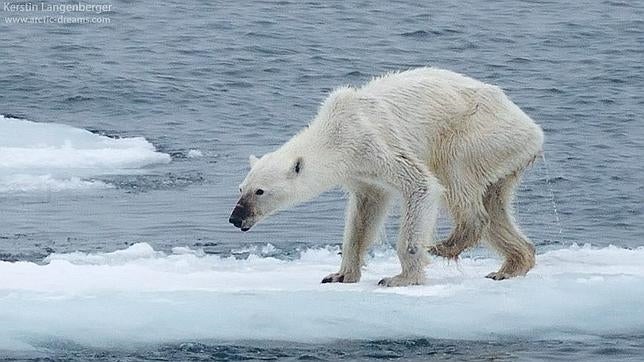 La imagen más cruel de una osa polar que se muere por el cambio climático