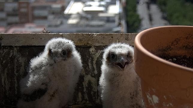 Dos pollos de halcón peregrinos que han nacido en los últimos diez años en la capital de Madrid dentro de un programa de conservación de la vulnerable especie