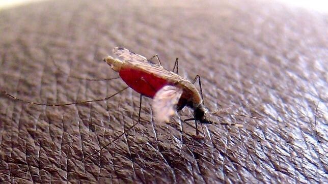 «Anapholes gambiae», el mosquito portador del parásito que provoca la malaria
