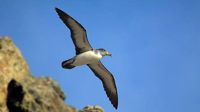 Las islas albergan algunas de la principales colonias de aves marinas de las islas atlánticas