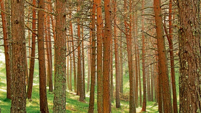En 2015 los bosques cubren cerca de 3.999 millones de hectáreas de las zonas terrestres del planeta