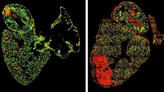 Descubren una enzima clave para la regeneración del corazón