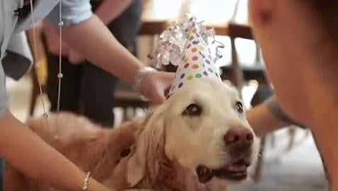 El cumpleaños por todo lo alto del último perro de rescate del 11-S