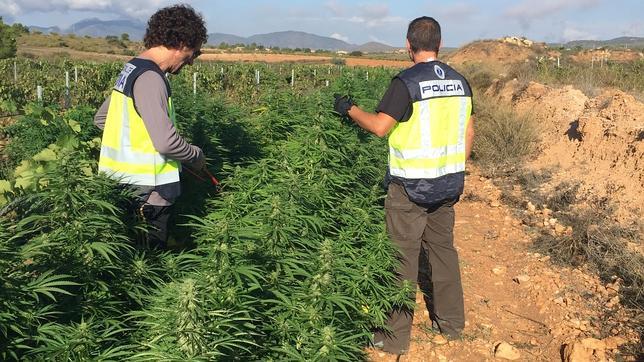 Marihuana camuflada entre viñedos