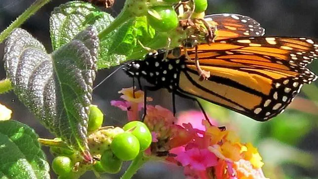 Imagen detallada de la mariposa monarca (Danaus plexippus)