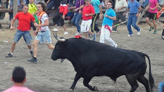 Veterinarios recuerdan el «intenso padecimiento» del Toro de la Vega