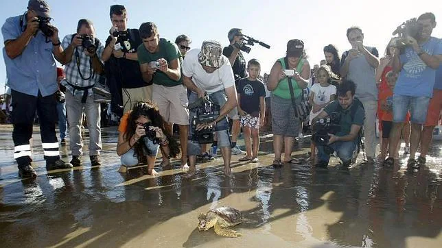 Niños y mayores han acompañado la suelta de los 25 ejemplares de tortuga boba en la playa del Carabassí