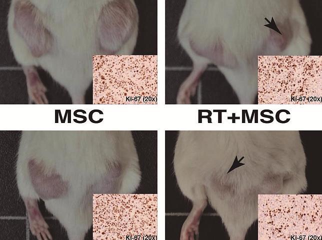 La imagen muestra cuatro animales con dos tumores cada uno. Las fotografías son representativas del crecimiento de los tumores en los grupos Control (sin tratar), tratados sólo con radioterapia (RT), tratados con células mesenquimales (MSC) y tratados con la combinación de células mesenquimales y radioterapia (RT+MSC). Las flechas indican los tumores que han recibido el tratamiento con radioterapia, el tumor contralateral no tratado es representativo del efecto de vecindad