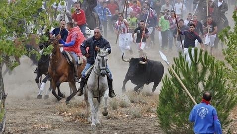 Rompesuelas muere lanceado en medio de grandes protestas en el torneo del Toro de la Vega