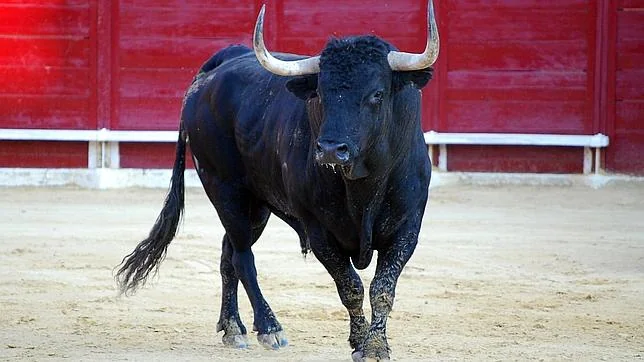  Foto del toro de la Vega el día de su suelta del camion en la plaza de toros de Tordesillas