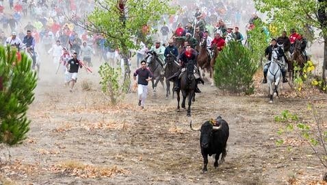 El PP, confuso con el Toro de la Vega