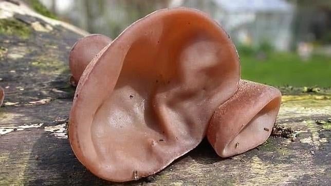 Diez hongos que no son lo que parecen